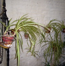 Patio - 4