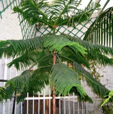 Patio - 5